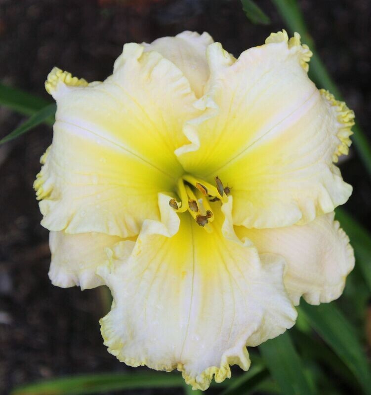 A Lily Named Sue