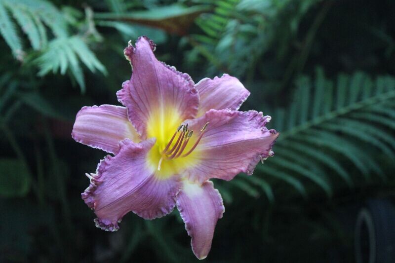 Grand Ole Music City