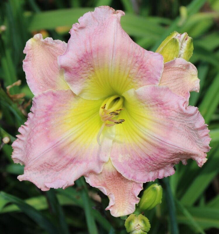 Rhinestone Cow Lily