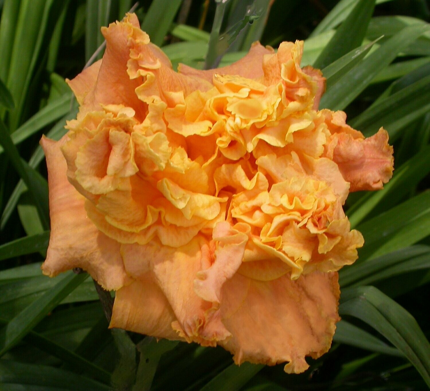 PASSION FRUIT TRUFFLE