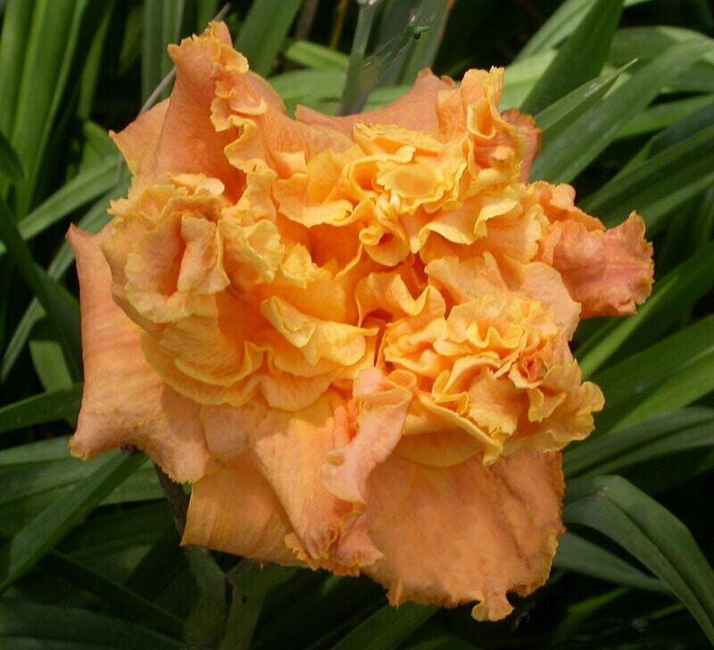 PASSION FRUIT TRUFFLE