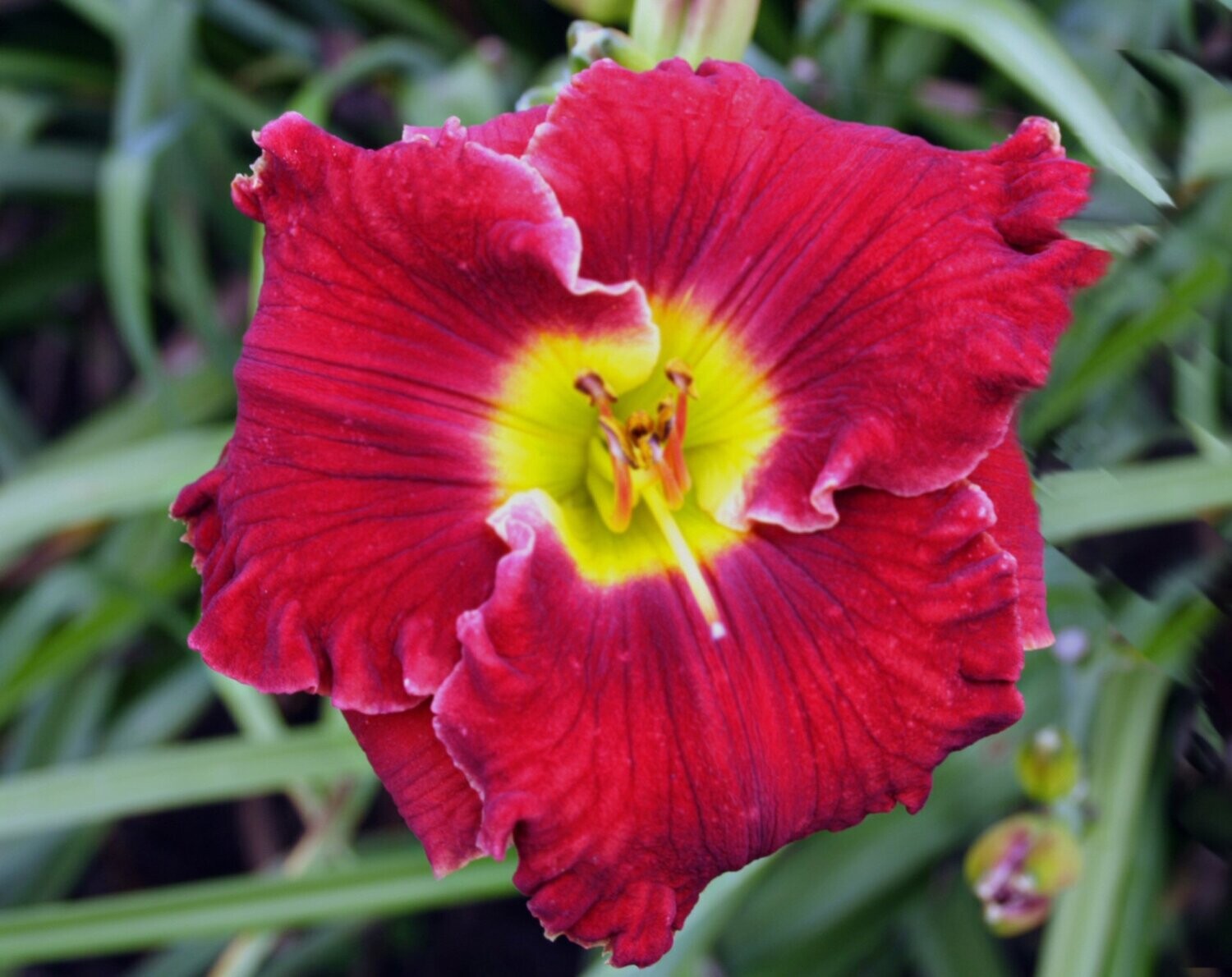 seattle dreaming seattle dreaming