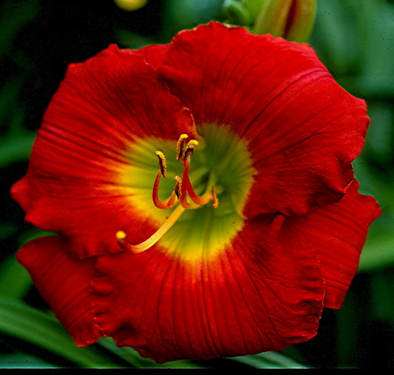 SEATTLE DREAMING SEATTLE DREAMING