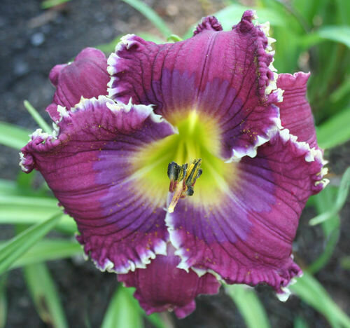 VIOLET VICTORY