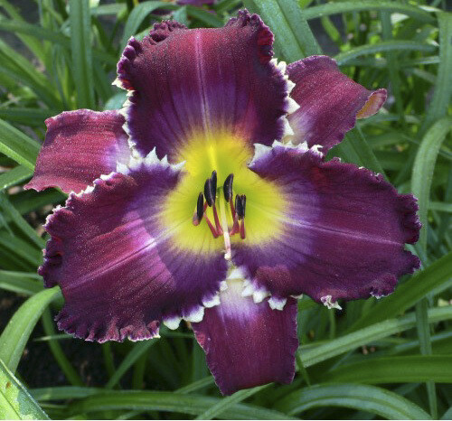 VIOLET PREDATOR