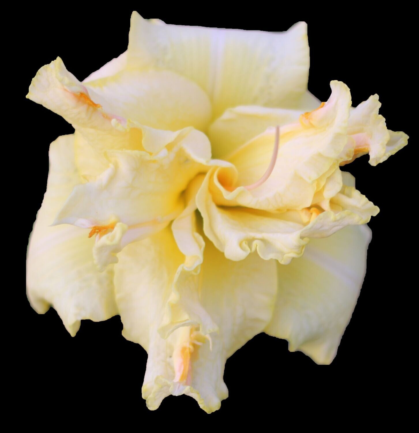 LOVING CARESS