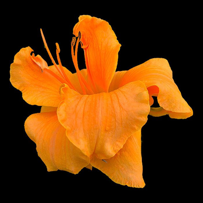 Brenda Gardner Brenda Gardner