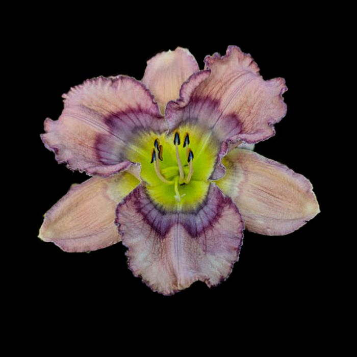 Garden Visitor Garden Visitor