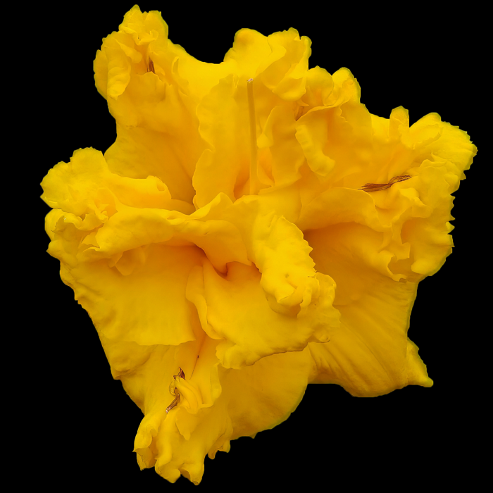 Patron's Gold Truffle