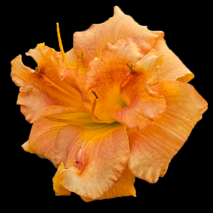 Finocchio