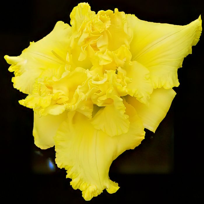 Canary Truffle* Canary Truffle*