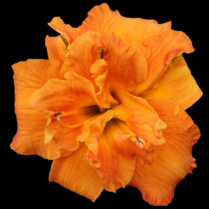 Bluegrass Orange Truffle* Bluegrass Orange Truffle*