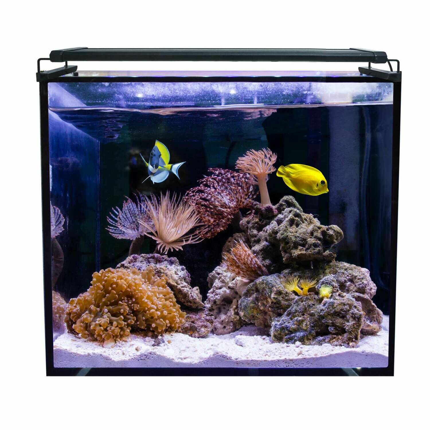 Acuario marino AQUA OCEAN Hydra