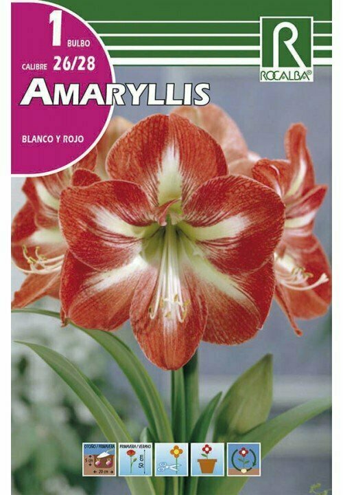 AMARYLLIS -BLANCO Y ROJO