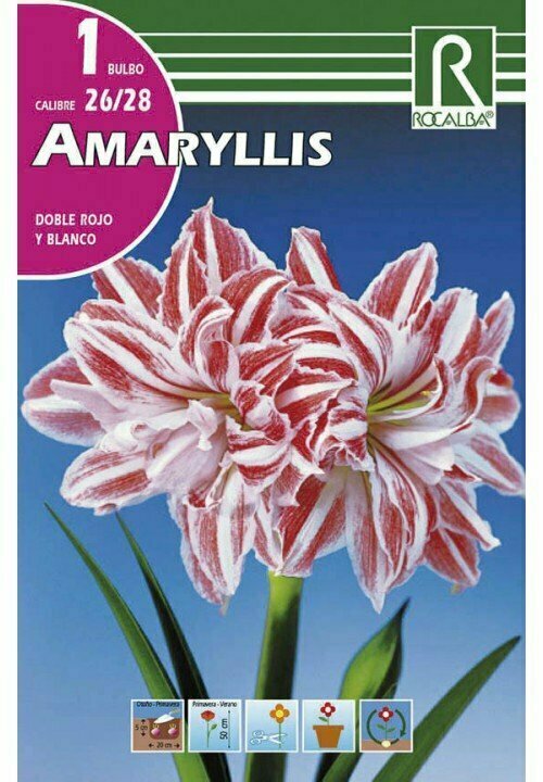 AMARYLLIS -DOBLE ROJO Y BLANCO