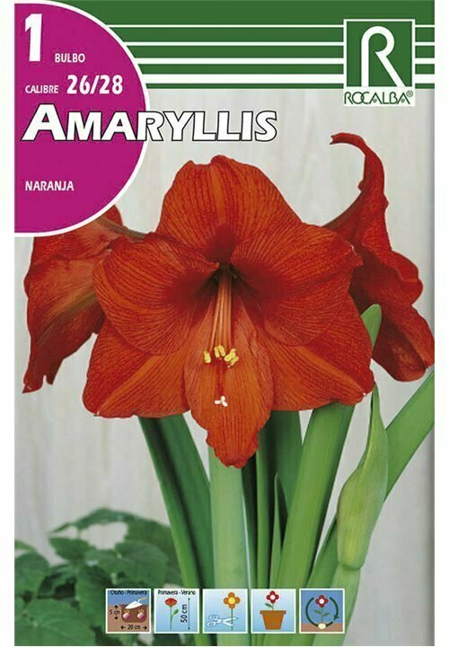 AMARYLLIS -NARANJA