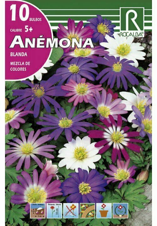 ANEMONAS BLANDA -MEZCLA DE COLORES