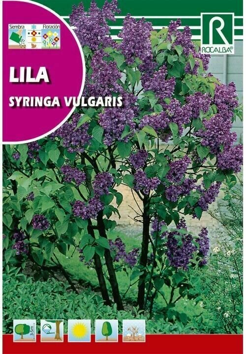 ARBOL LILA