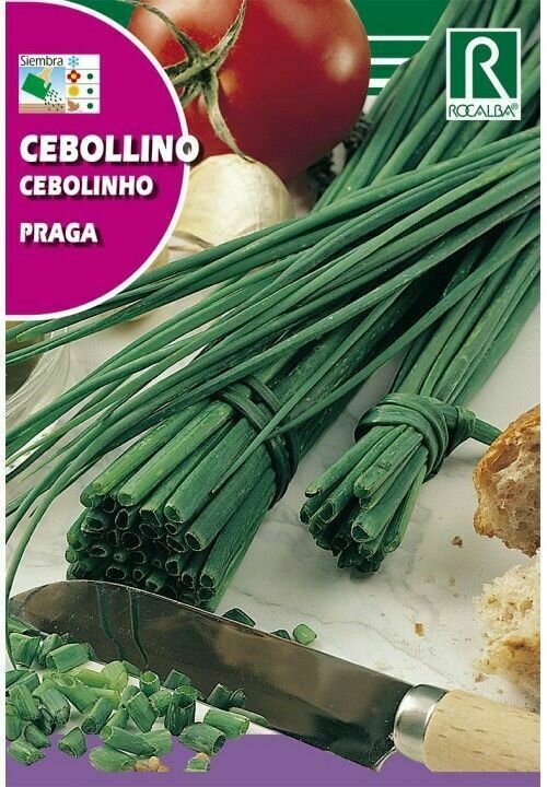 AROMATICAS Y MEDICINALES CEBOLLINO