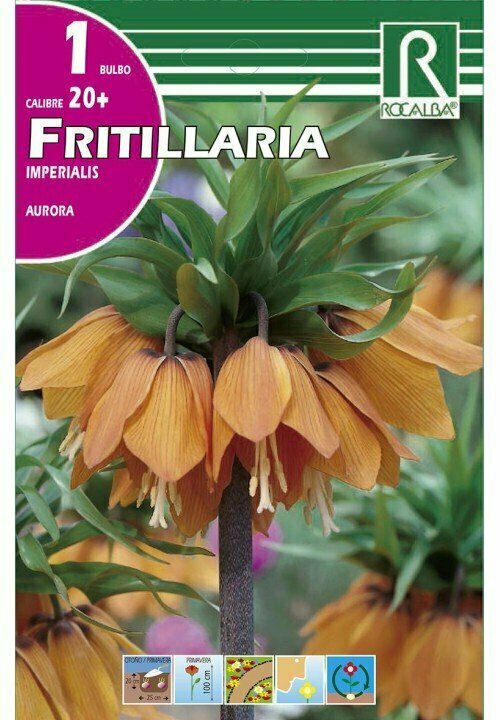 AURORA -NARANJA