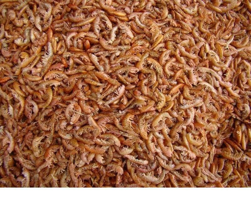 COMIDA PARA TORTUGAS A GRANEL GAMMARUS GAMBAS SECAS