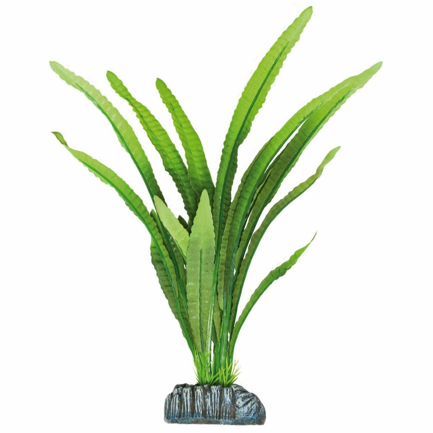 Echinodorus magdalenensis de AQUATIC PLANTS (SEDA)