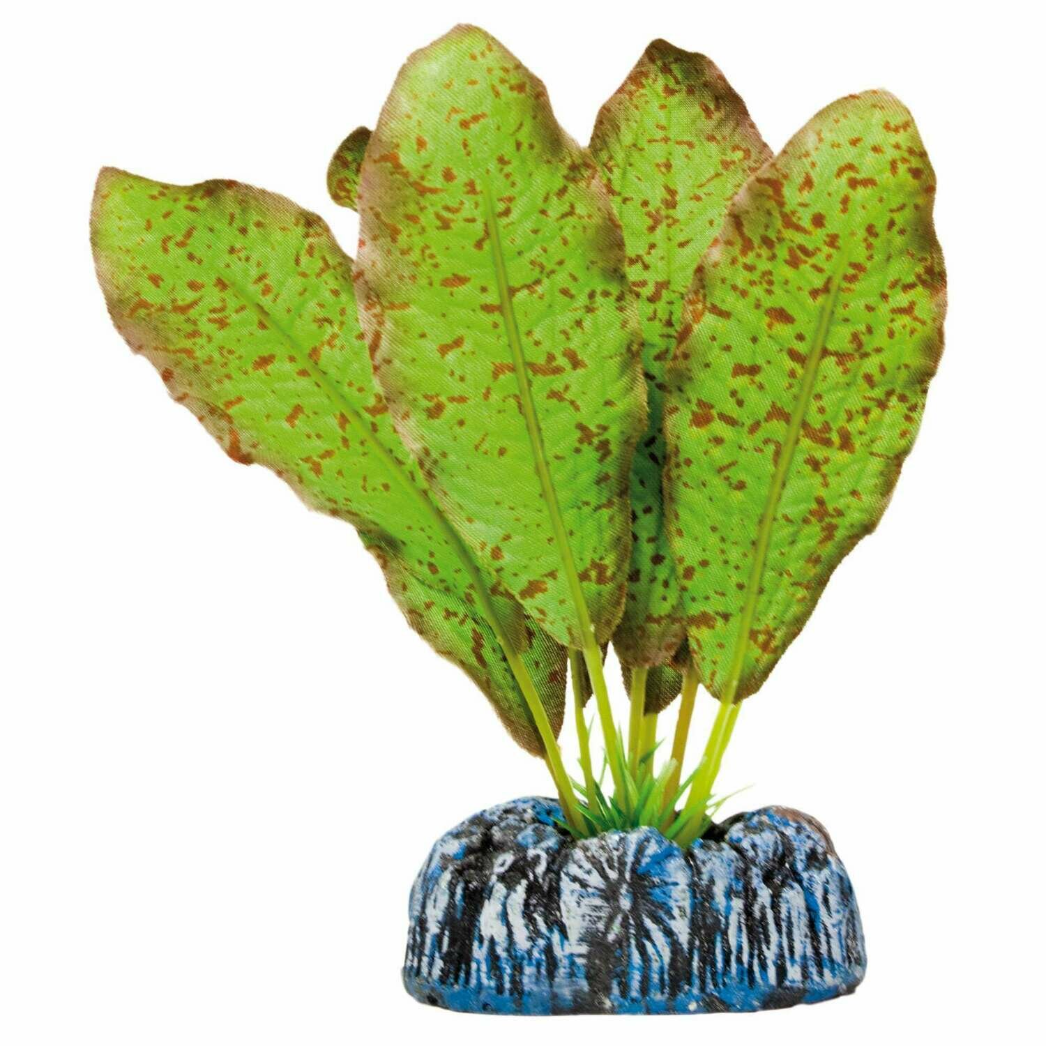 Echinodorus moteado de AQUATIC PLANTS (SEDA)