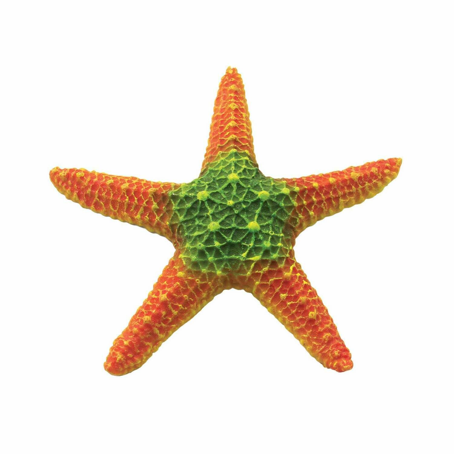 Estrellas de mar de ICA
