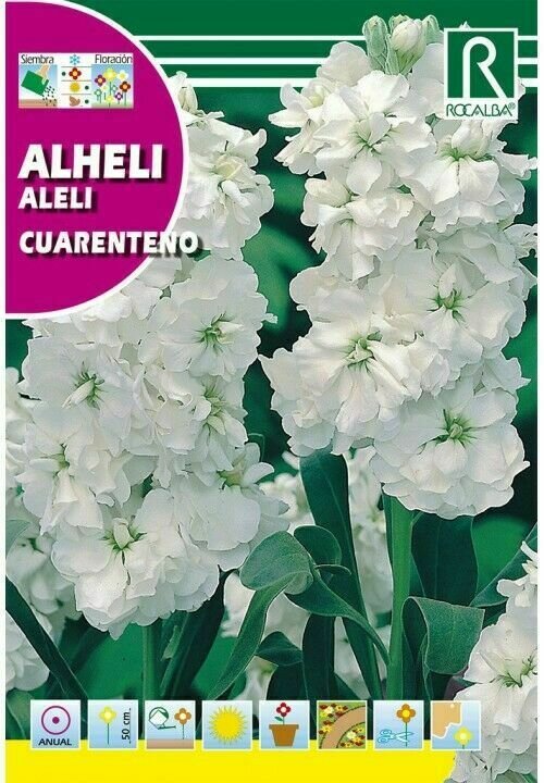 FLORES ALHELÍ CUARENTENO ANUAL DOBLE BLANCO