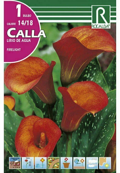 FLORES BULBOS CALLA 
FIRELIGHT -NARANJA