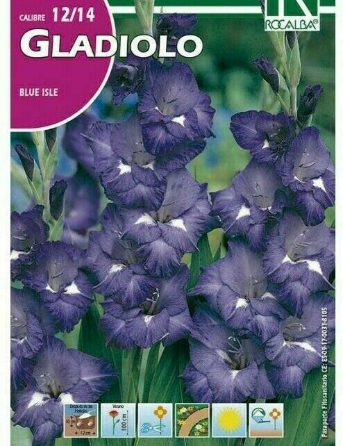 FLORES BULBOS GLADIOLO BLUE ISLE -AZUL OSCURO BULBOS DE PRIMAVERA