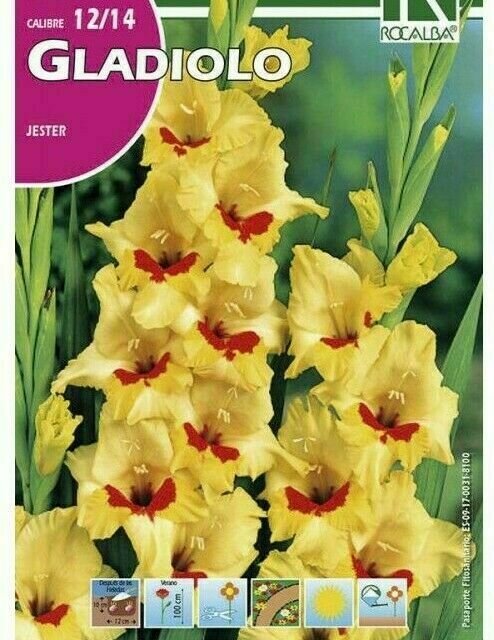 FLORES BULBOS GLADIOLO JESTER -AMARILLO, CENTRO CARMIN BULBOS DE PRIMAVERA