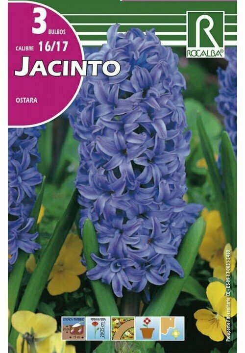 FLORES BULBOS JACINTO OSTARA -AZUL CELESTE BULBOS DE OTOÑO