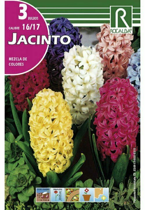 FLORES BULBOS JACINTOS  -MEZCLA DE COLORES BULBOS DE OTOÑO