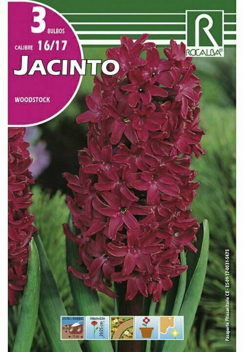 FLORES BULBOS JACINTO WOODSTOCK -ROJO PURPURA BULBOS DE OTOÑO