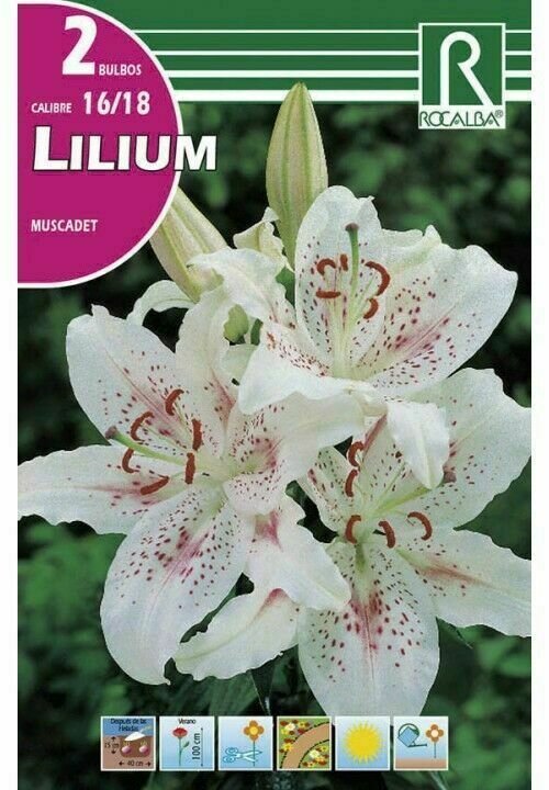 FLORES BULBOS LILIUM MUSCADET -BLANCO, PUNTOS ROJOS BULBOS DE PRIMAVERA