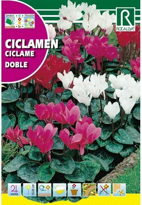 FLORES CICLAMEN DE PERSIA GIGANTE VARIADO