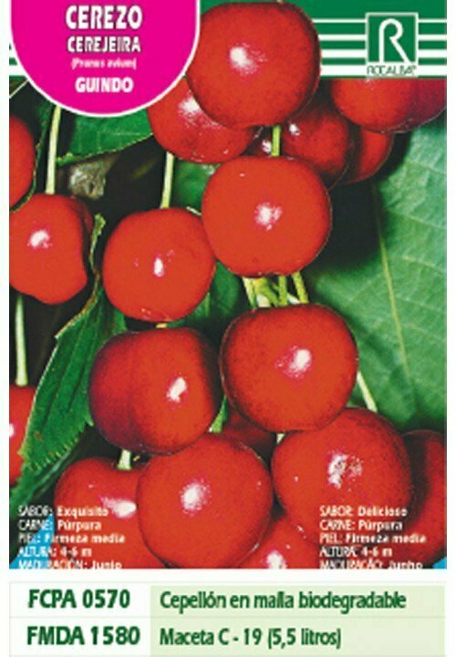 FRUTALES CEREZO GUINDO