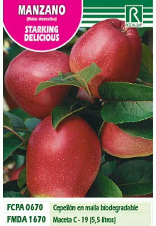 FRUTALES MANZANO STARKING DELICIOUS -rojo brillantE-