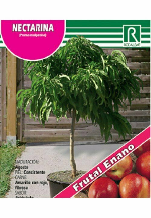FRUTALES NECTARINA ENANO