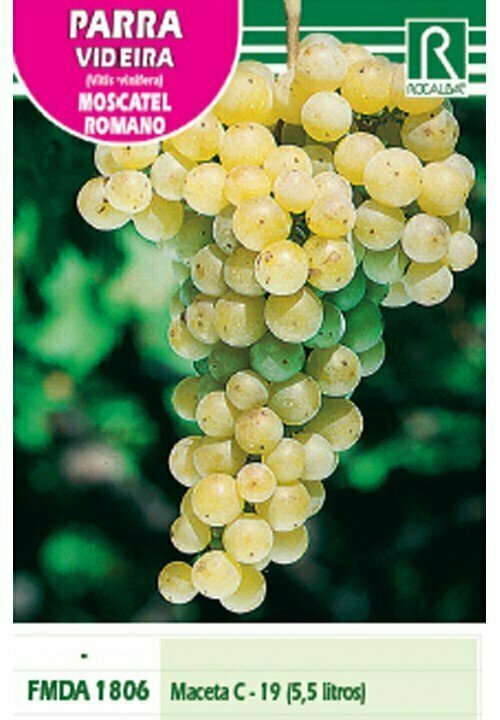 FRUTALES PARRA MOSCATEL ROMANO DORADO, REDONDO, DULCE
