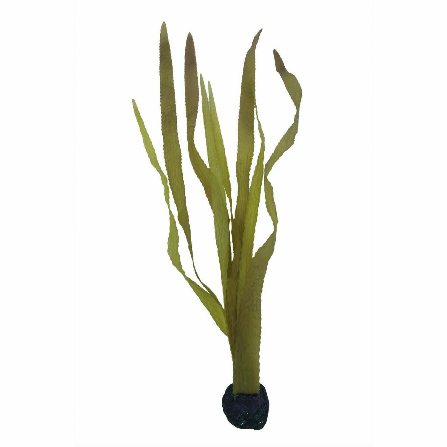 Kelp alga marina de ICA