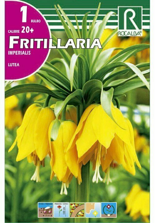 LUTEA -AMARILLO