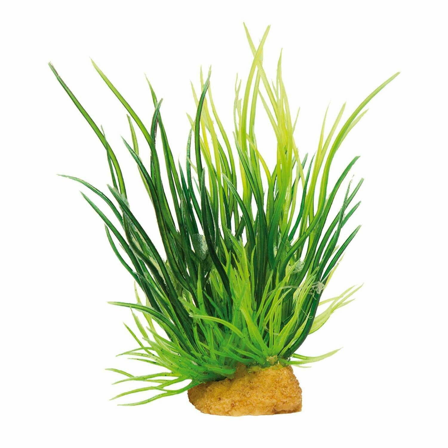 Planta 'MAGIC PLANTS'