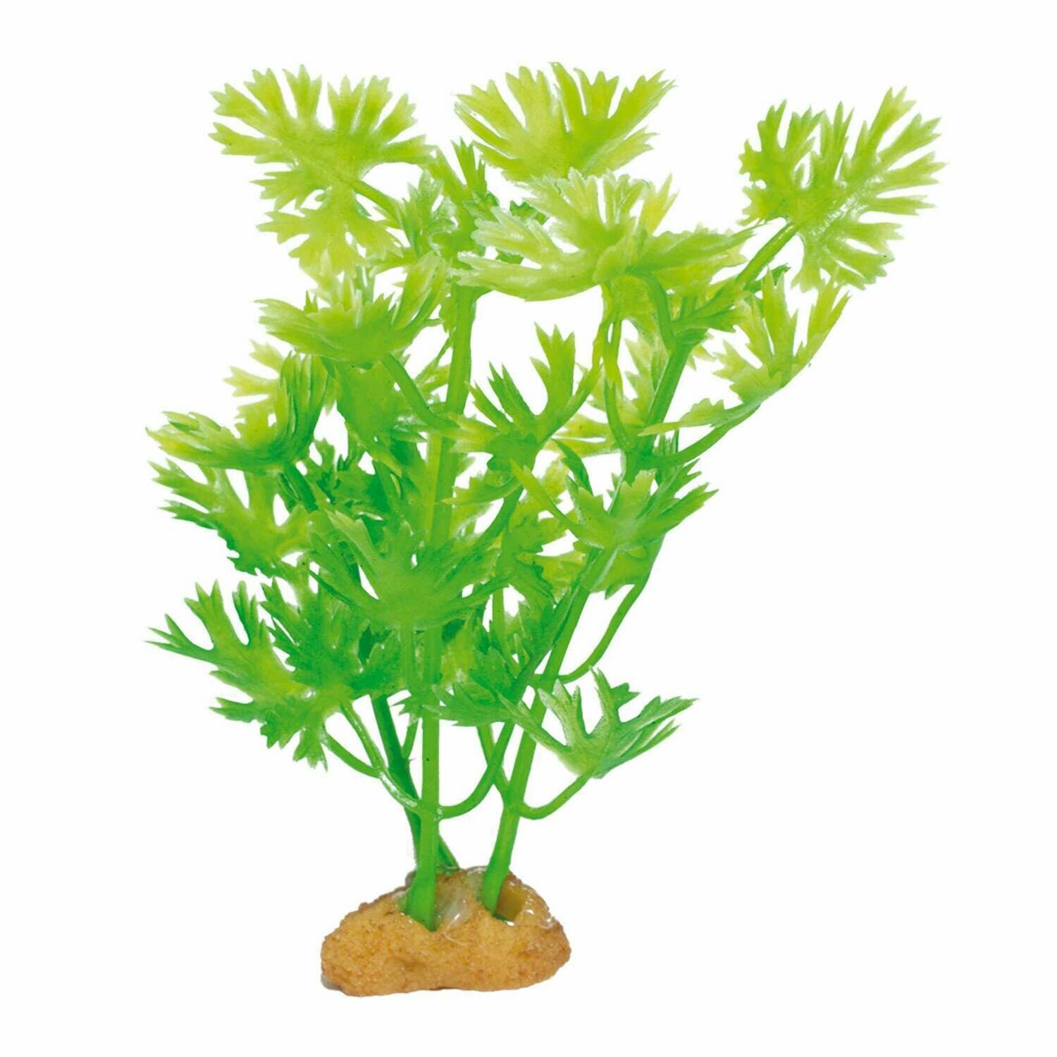 Planta 'MAGIC PLANTS'