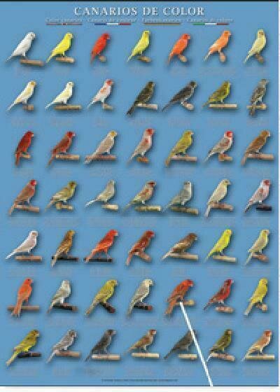 POSTERS Y LAMINAS CANARIOS DE COLOR 3