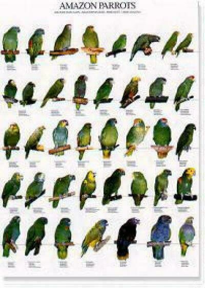POSTERS Y LAMINAS LOROS AMAZÓNICOS