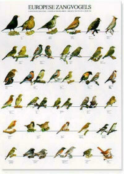POSTERS Y LAMINAS PÁJAROS CANTORES EUROPEOS