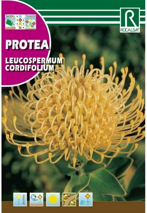 PROTEA LEUCOSPERMUM CORDIFOLIUM -AMARILLO-