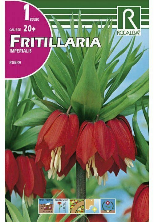 RUBRA -ROJO